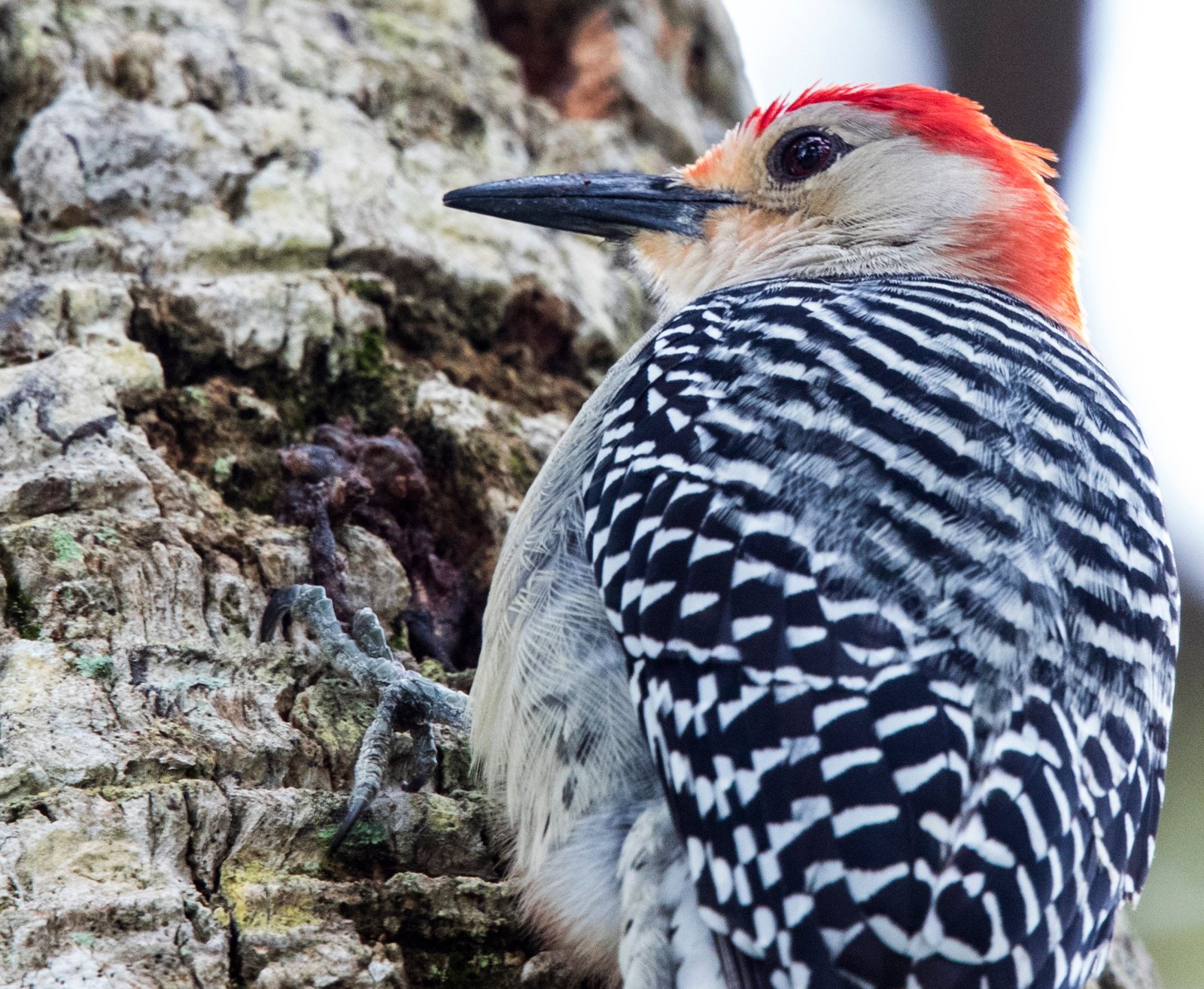 The Polarized Light Puzzle: Seeing What We Cannot (image credits: wikimedia)