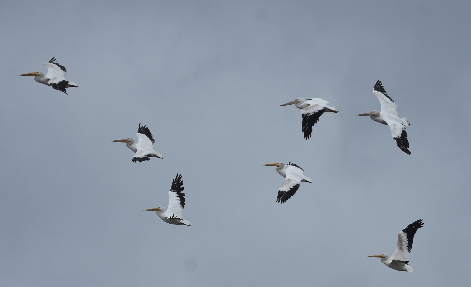 Wind and Weather: Reading Nature’s Signs (image credits: wikimedia)