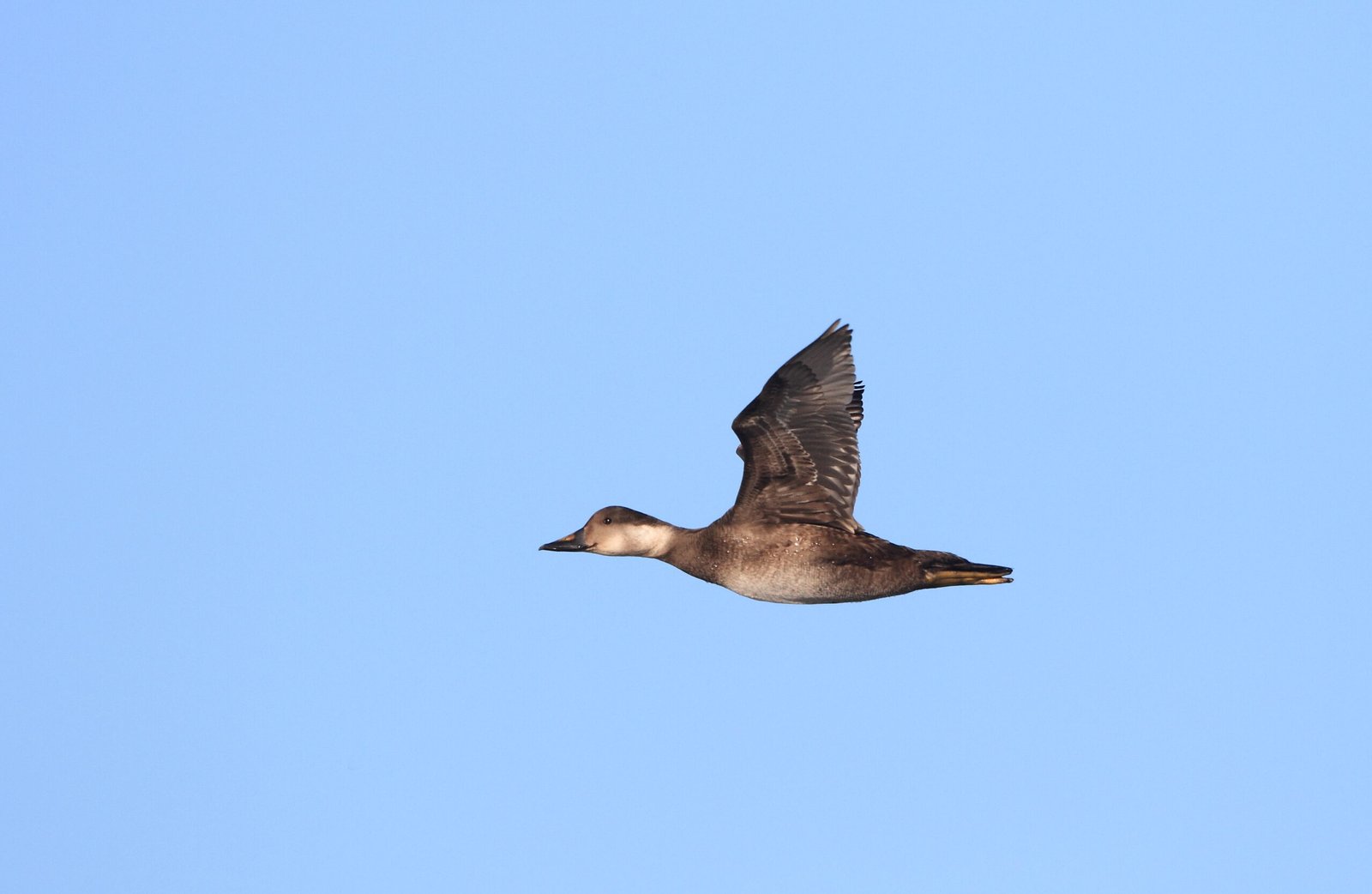 Unsolved Mysteries: What We Still Don’t Know (image credits: wikimedia)