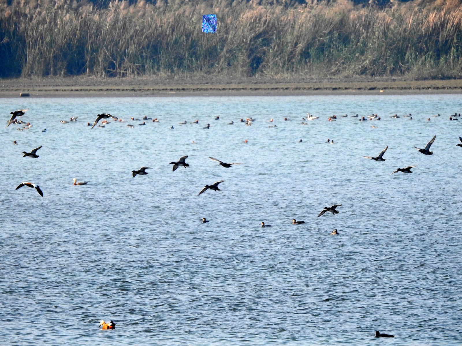 The Role of Wetlands: Oases for Weary Travelers (image credits: wikimedia)