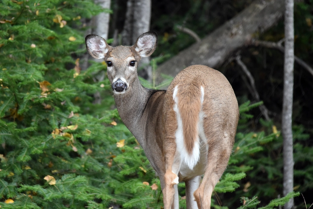 The Curious Case of White-Tailed Deer in North America (image credits: rawpixel)