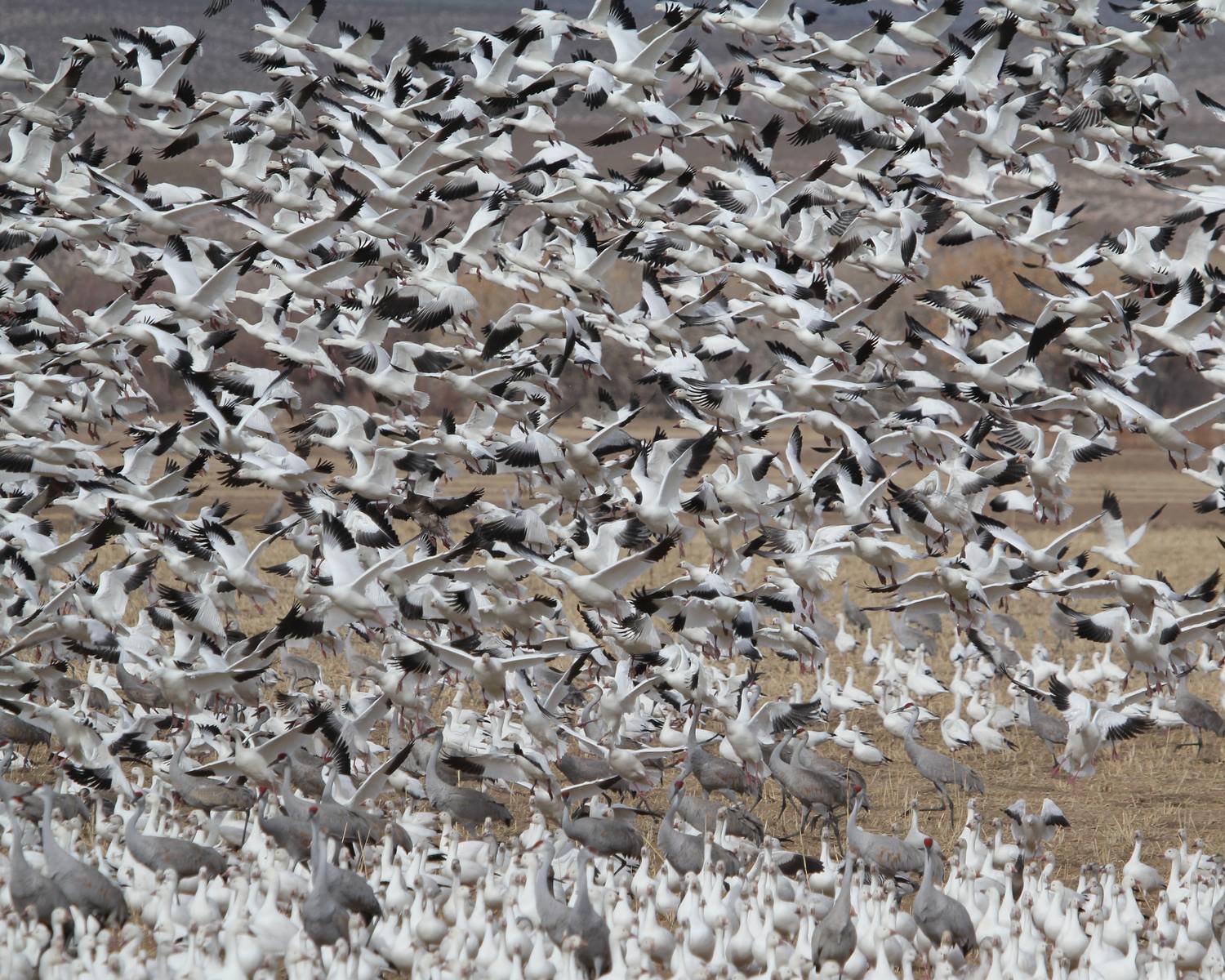 Canadian Snow Geese: From Rarity to Raucous Flocks (image credits: wikimedia)