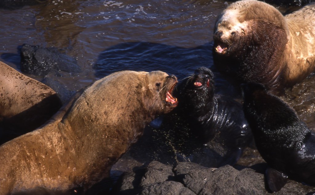 Sea Lions: A Comeback with Complications (image credits: wikimedia)