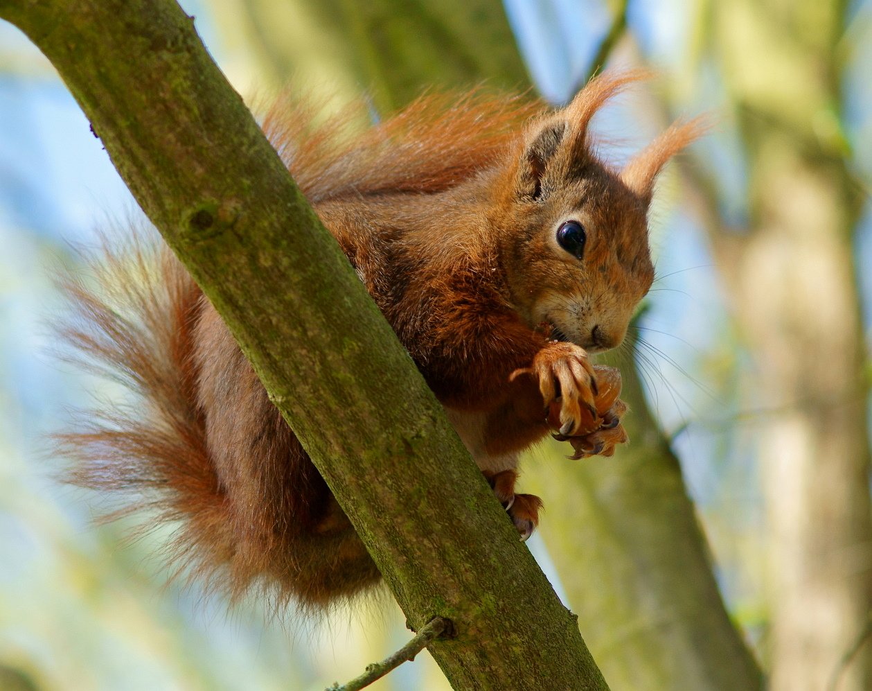 A Balancing Act: Lessons from Nature’s Rebounds (image credits: wikimedia)