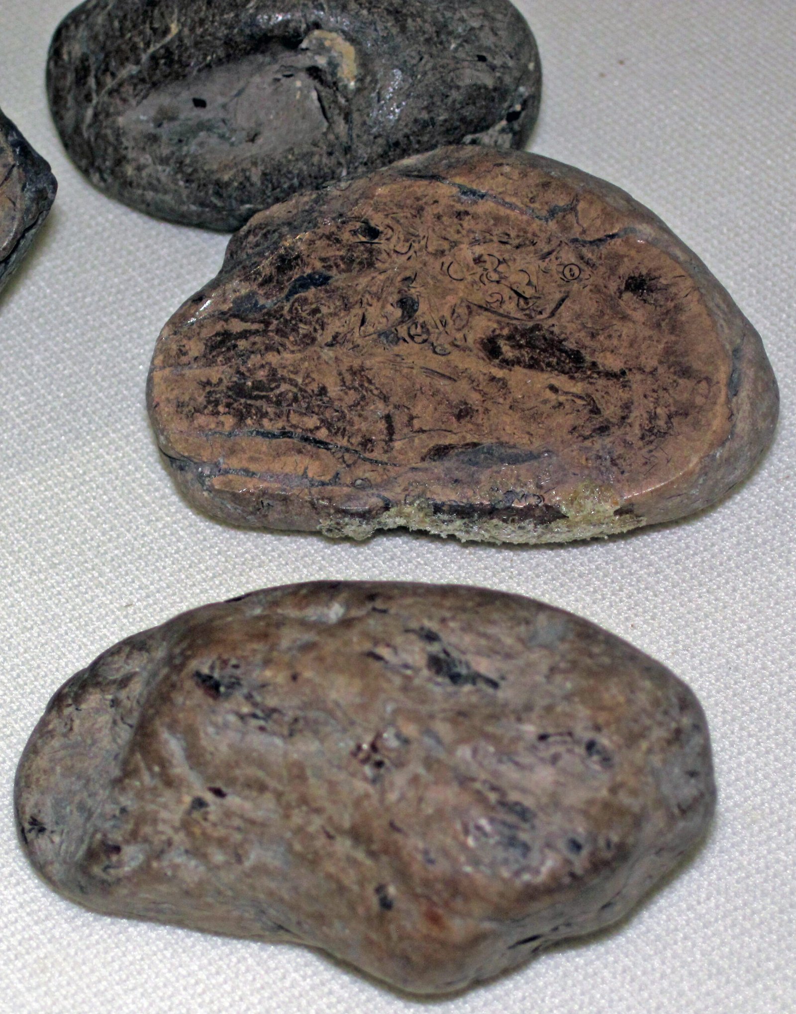 The Science Behind Fossilization (image credits: wikimedia)