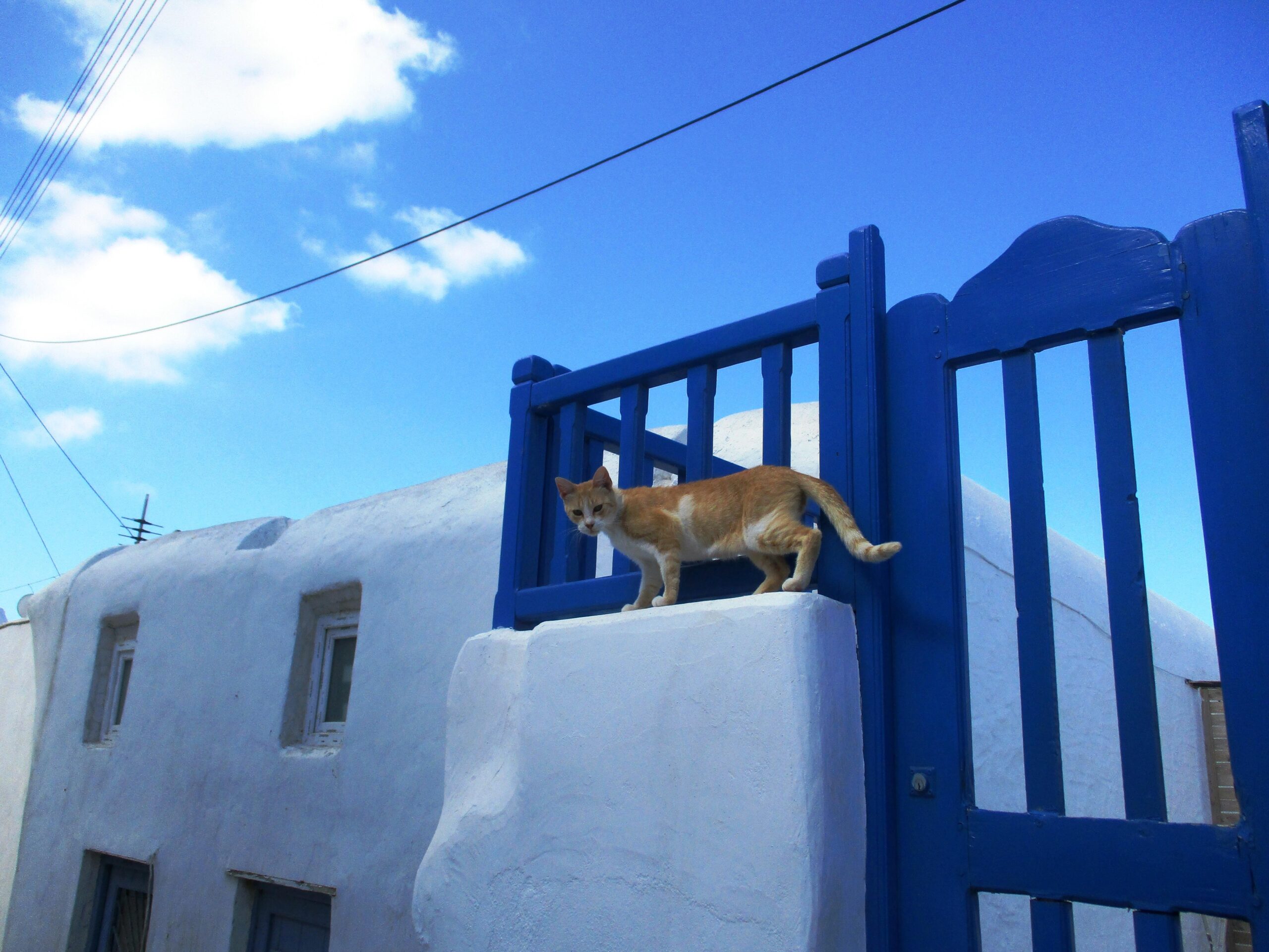 Greece Has So Many Cats, They May Have a Say in Local Politics