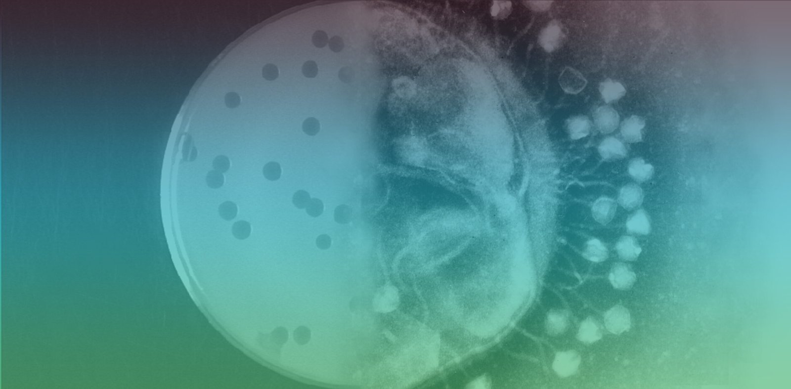 Adapting to Change: Microbial Flexibility (image credits: wikimedia)