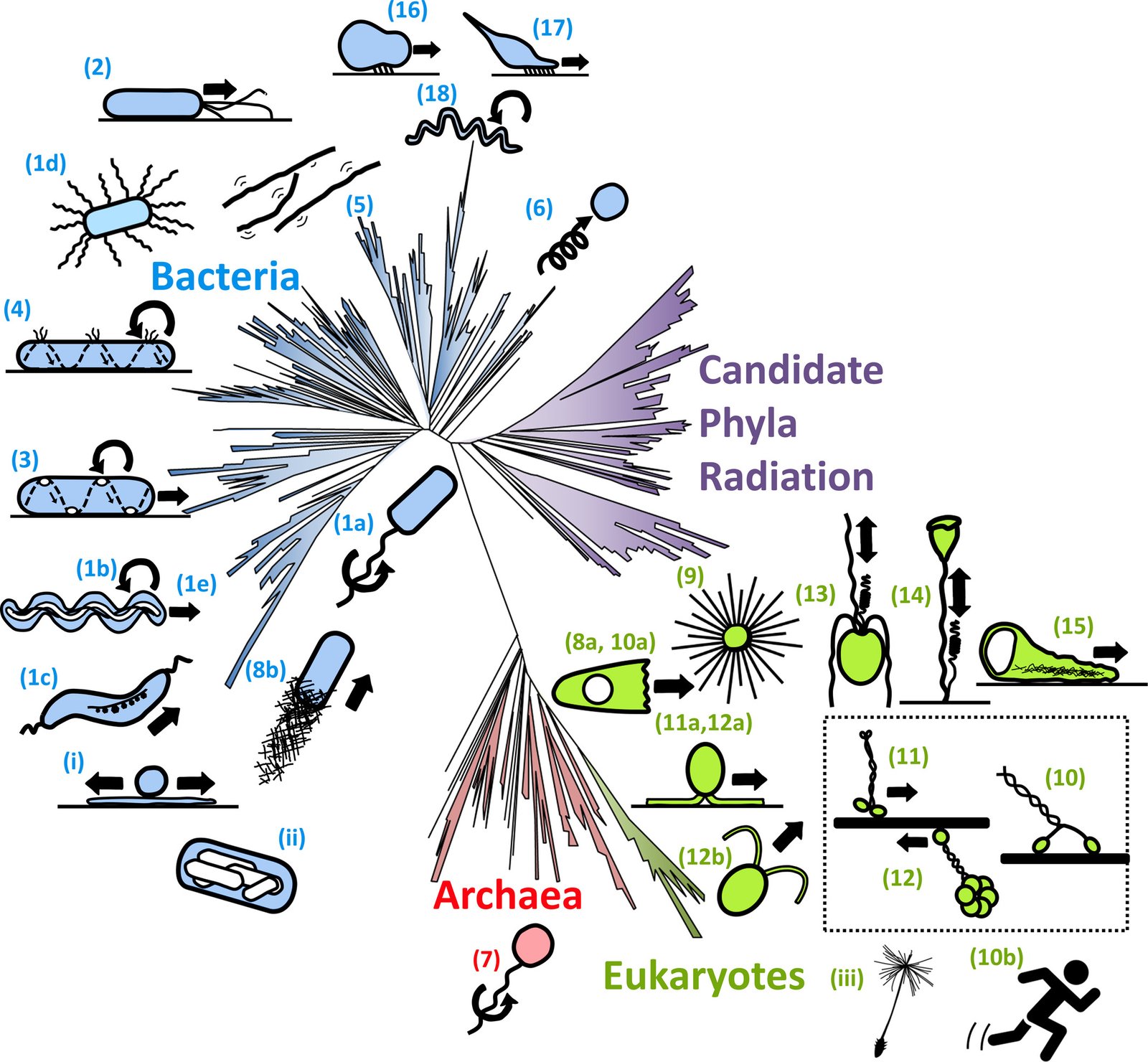 Collective Intelligence: The Power of the Swarm (image credits: wikimedia)