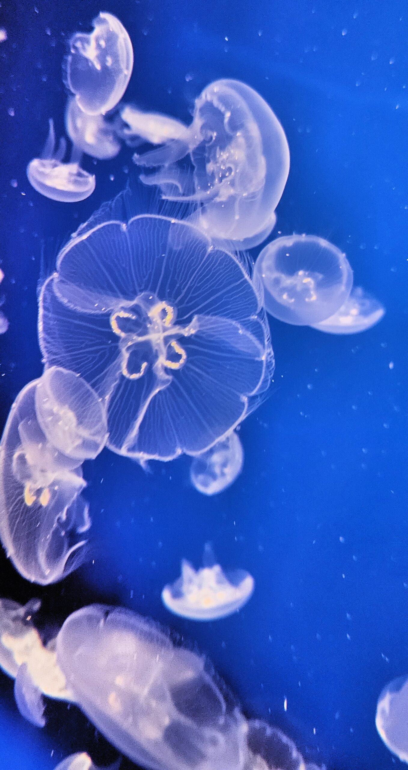 How Do Jellyfish Benefit from Grouping Together? (image credits: wikimedia)