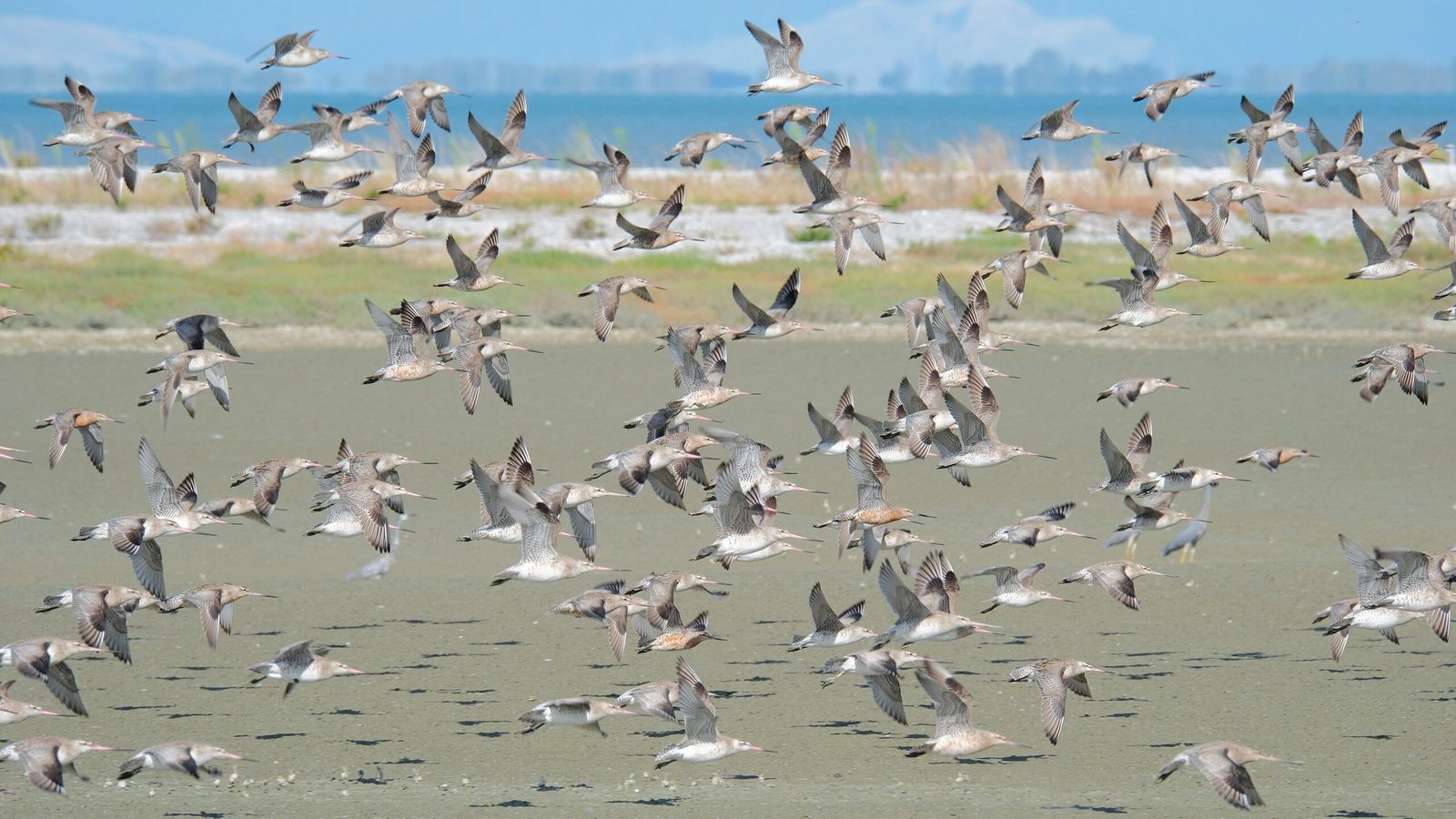Extreme Endurance: Champions of the Animal Kingdom (image credits: wikimedia)
