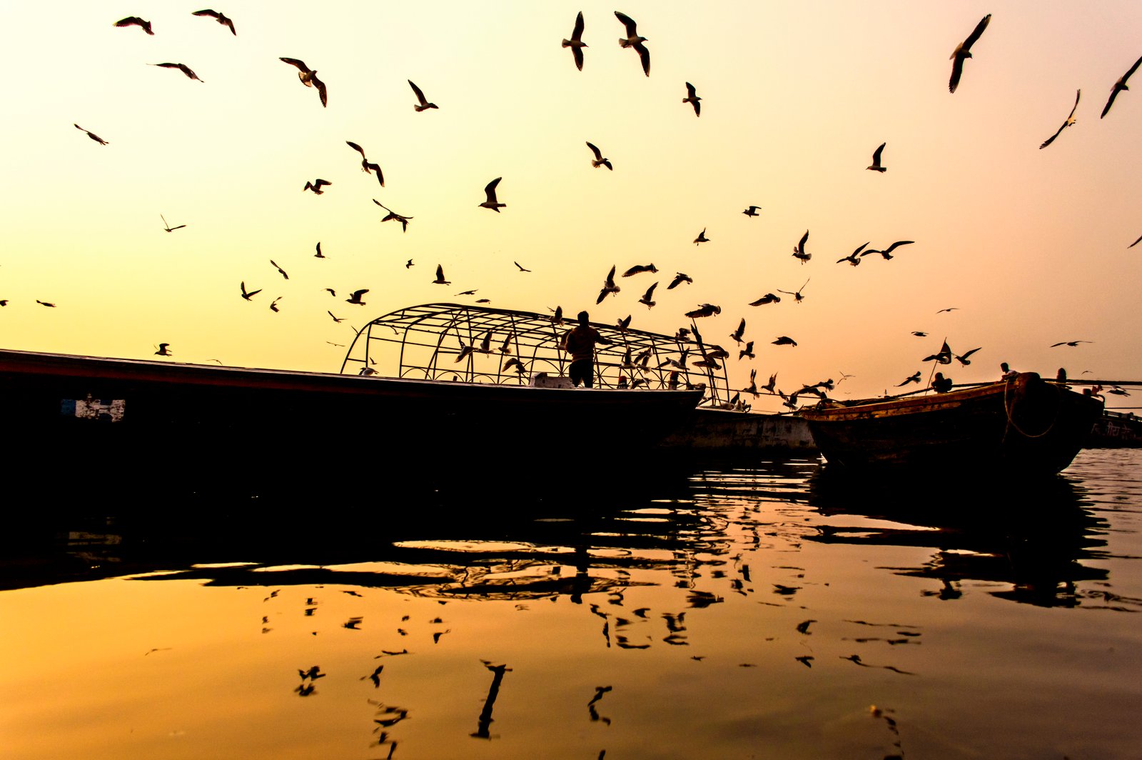 The Marvel of Migration: Nature’s Grandest Spectacle (image credits: wikimedia)