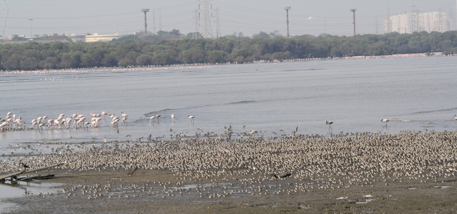 Why Habitats Matter: The Lifeline of Migratory Birds (image credits: wikimedia)