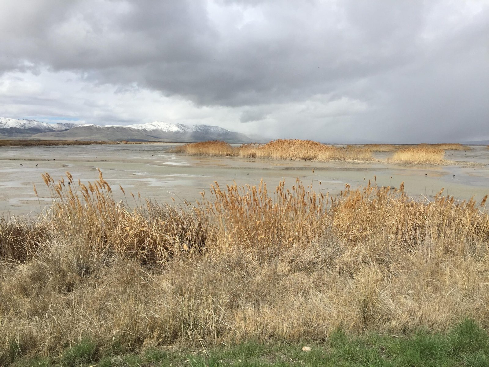 Human Impact: Unraveling the Web of Life (image credits: wikimedia)