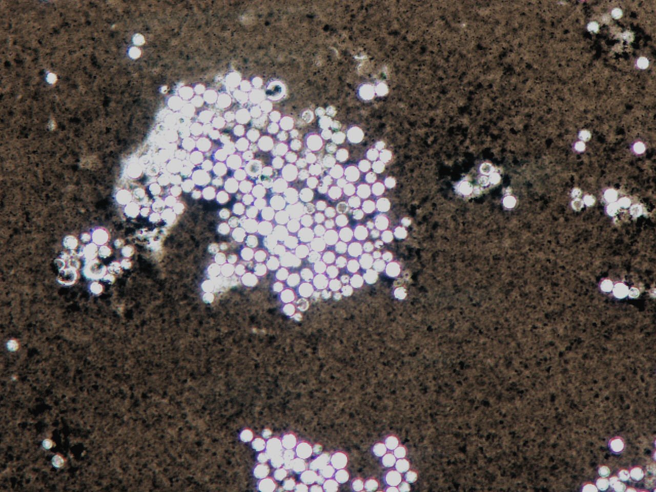 Feeding on Radiation: Energy From the Unimaginable (image credits: wikimedia)