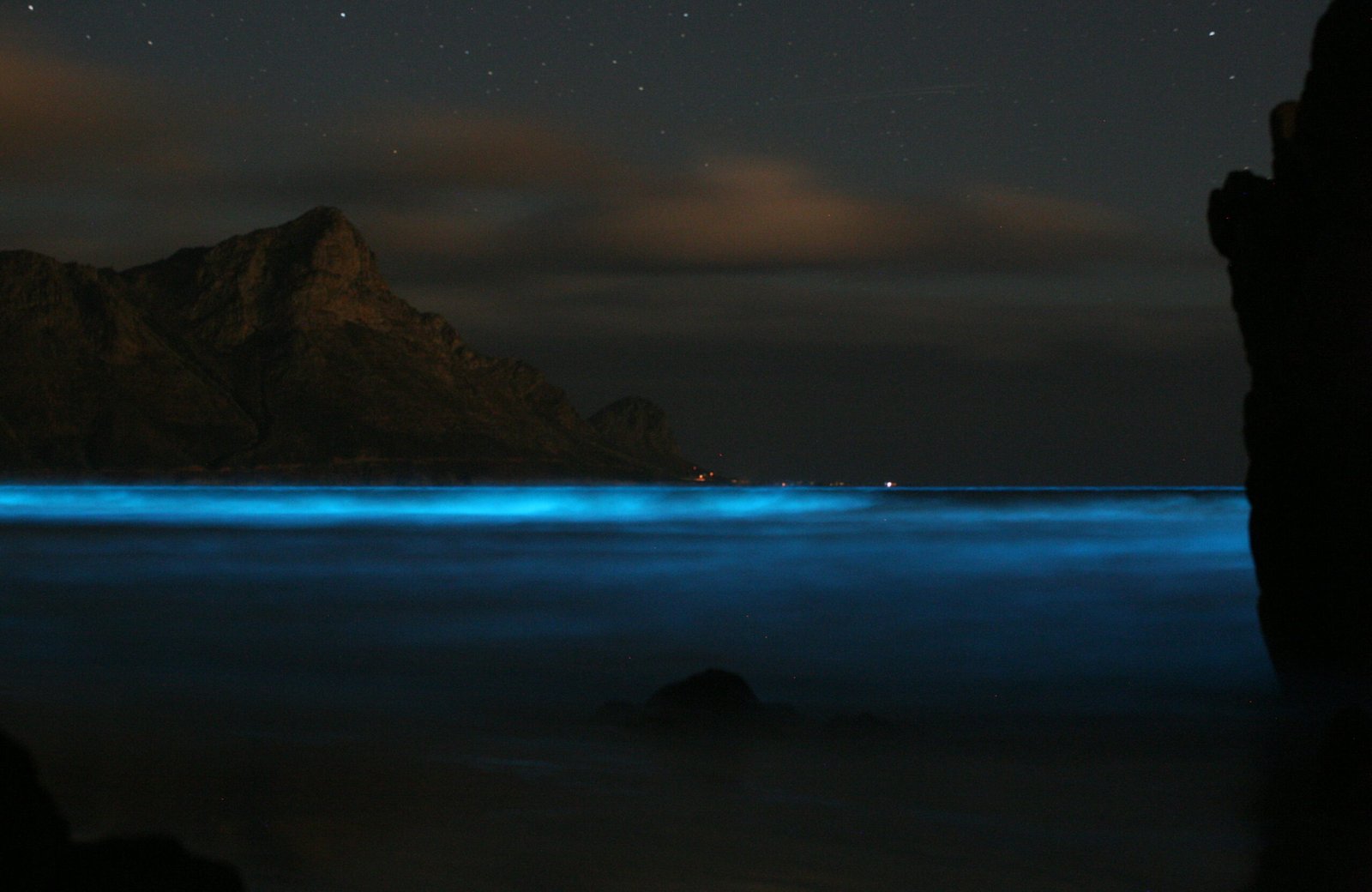 Dinoflagellates: The Ocean’s Tiny Fireflies (image credits: wikimedia)