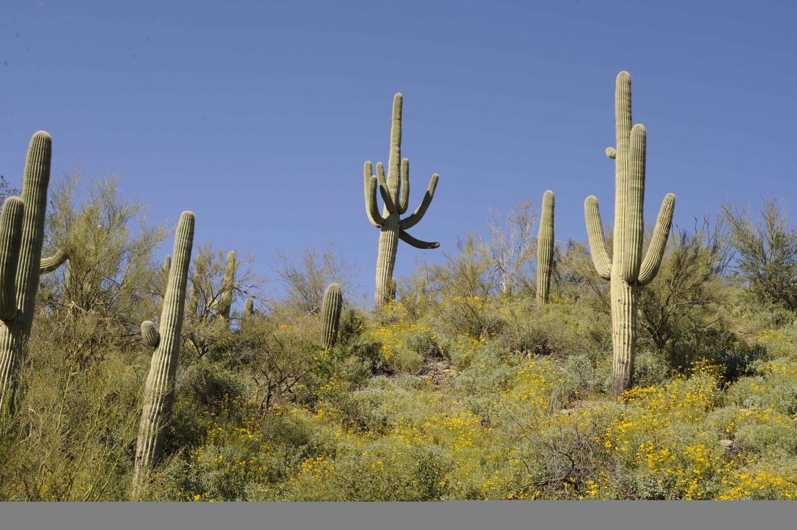 The Majestic Saguaro: More Than Just a Desert Icon (image credits: wikimedia)