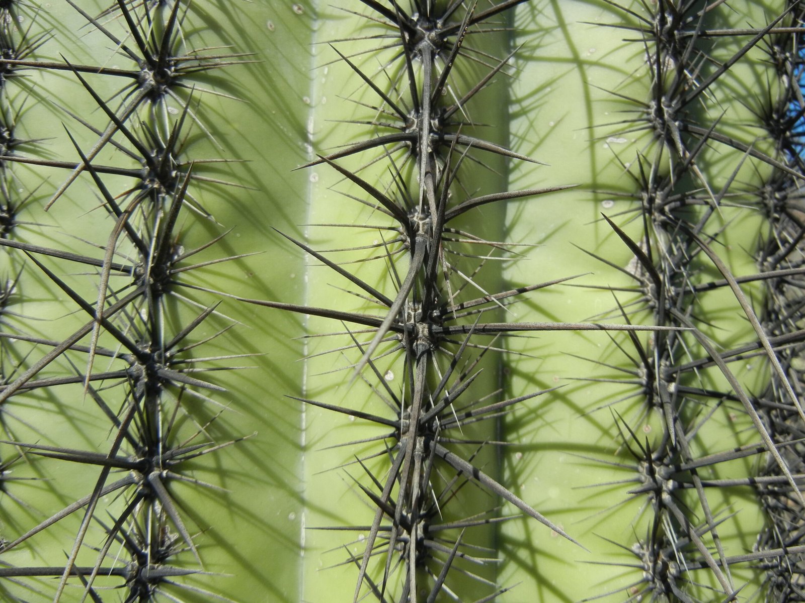 A Closer Look: The Saguaro’s Spiky Defense System (image credits: wikimedia)