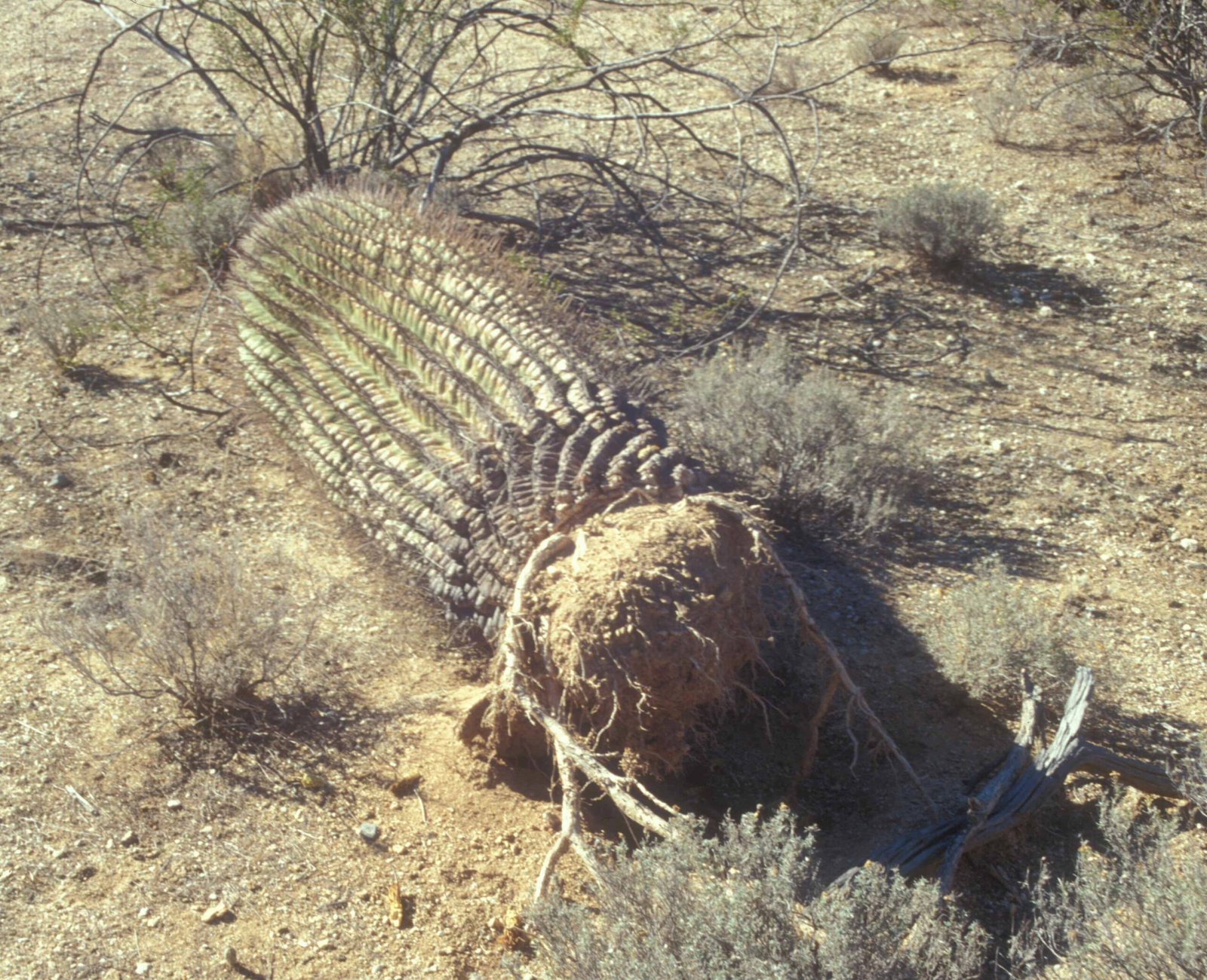 When the Saguaro “Punches” Back: The Surprising Science (image credits: wikimedia)