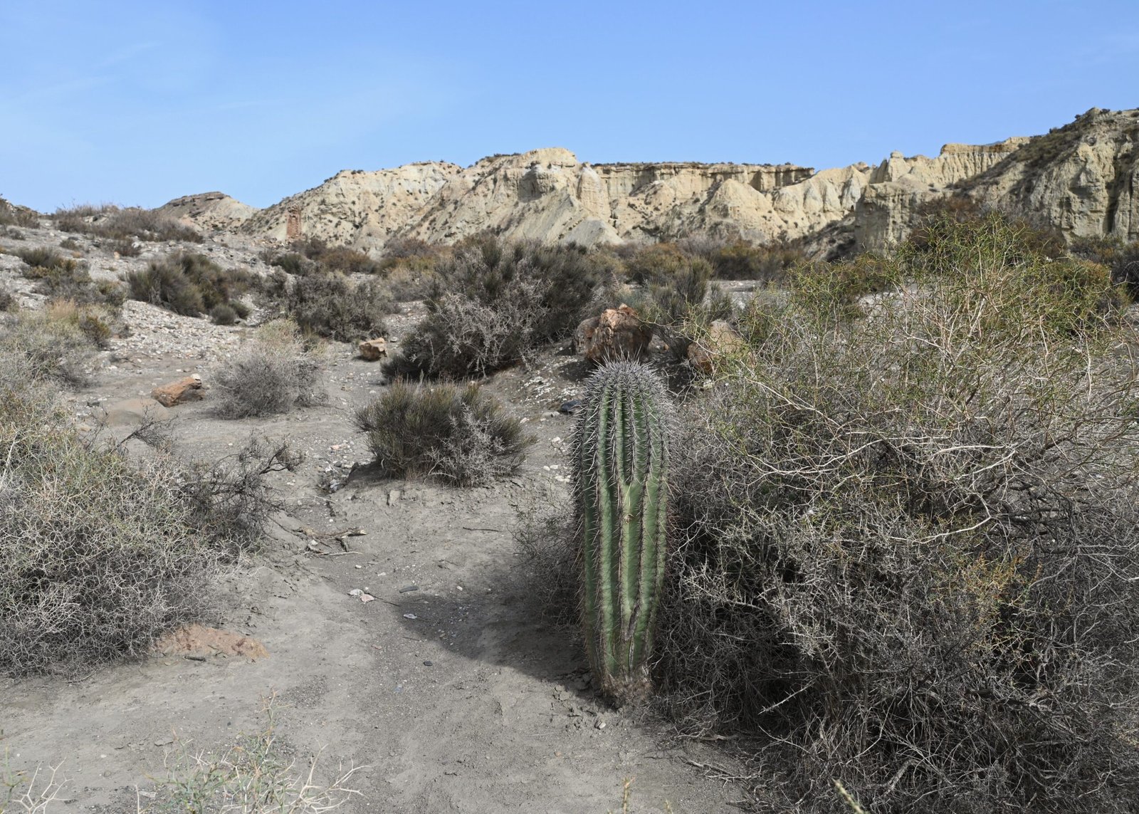 Stories from the Desert: Encounters with the Saguaro (image credits: wikimedia)
