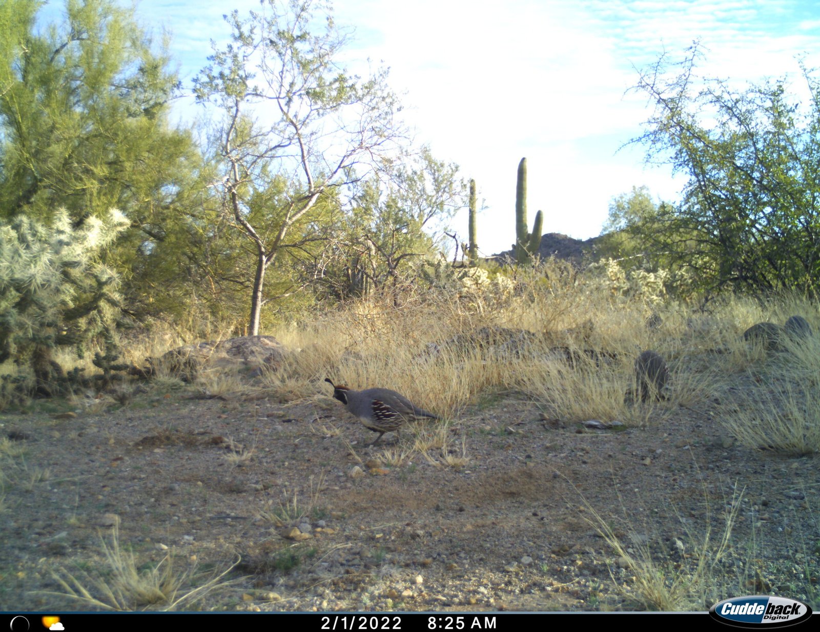 Saguaros and Their Wild Neighbors (image credits: wikimedia)