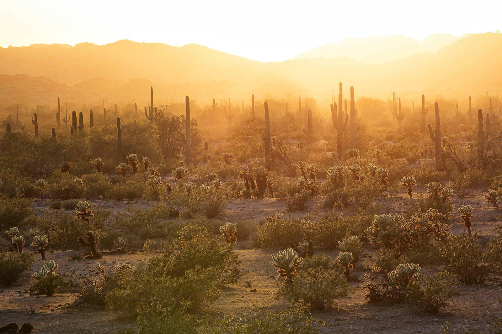 Conservation Efforts: Protecting the Saguaro’s Future (image credits: wikimedia)