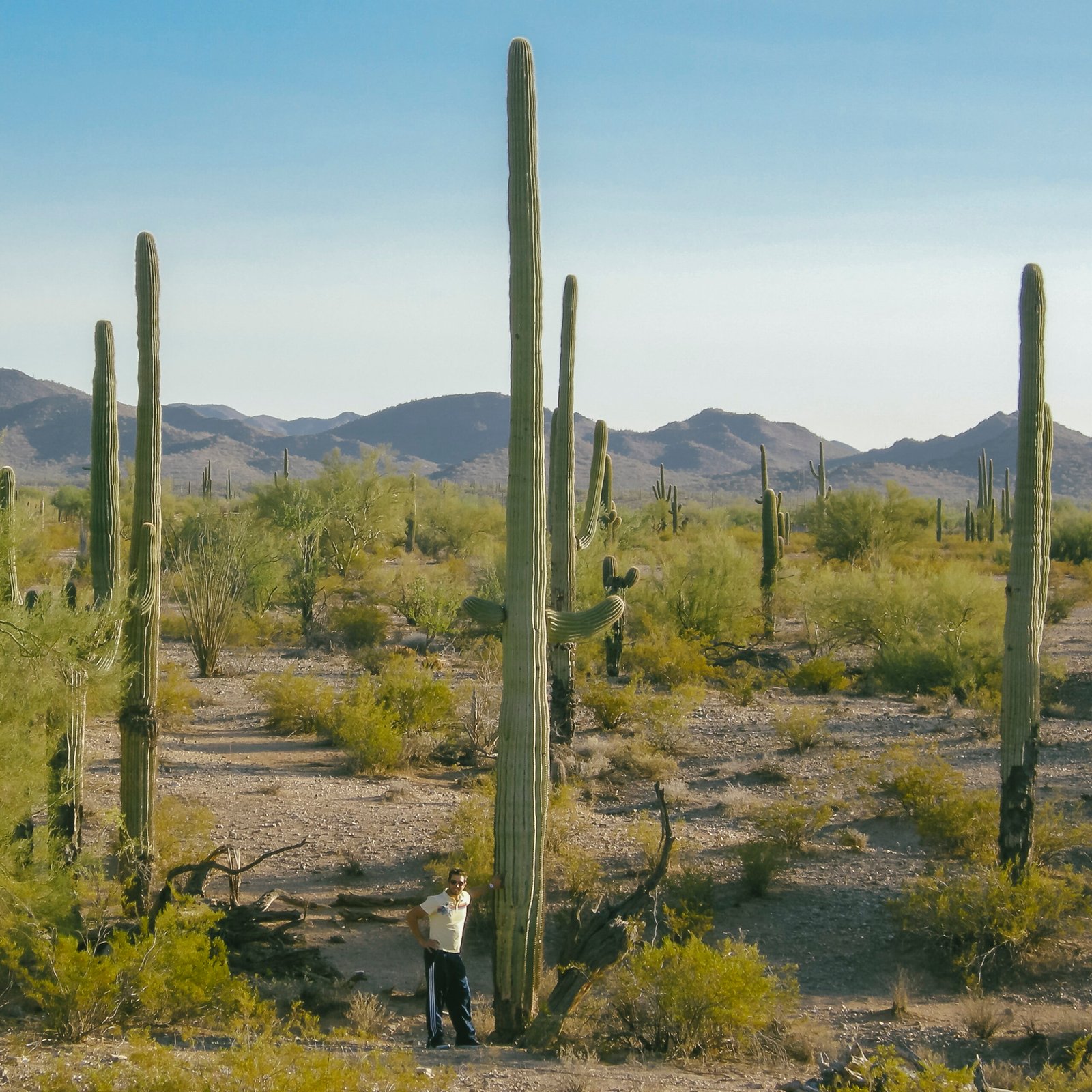 What the Saguaro Teaches Us About Nature’s Power (image credits: wikimedia)