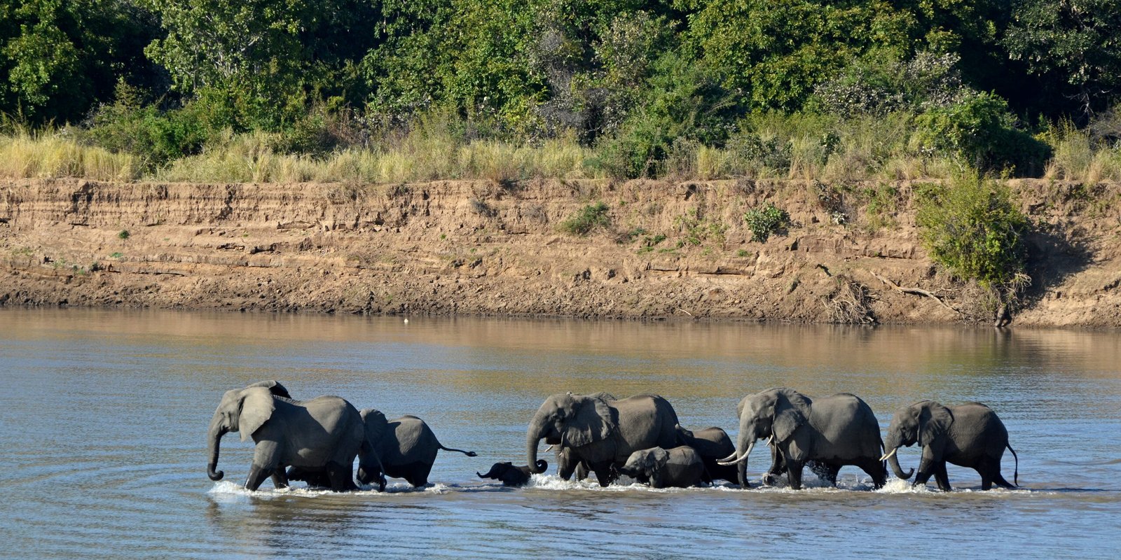 Elephant Matriarchs: The Wise Nurturers (image credits: wikimedia)