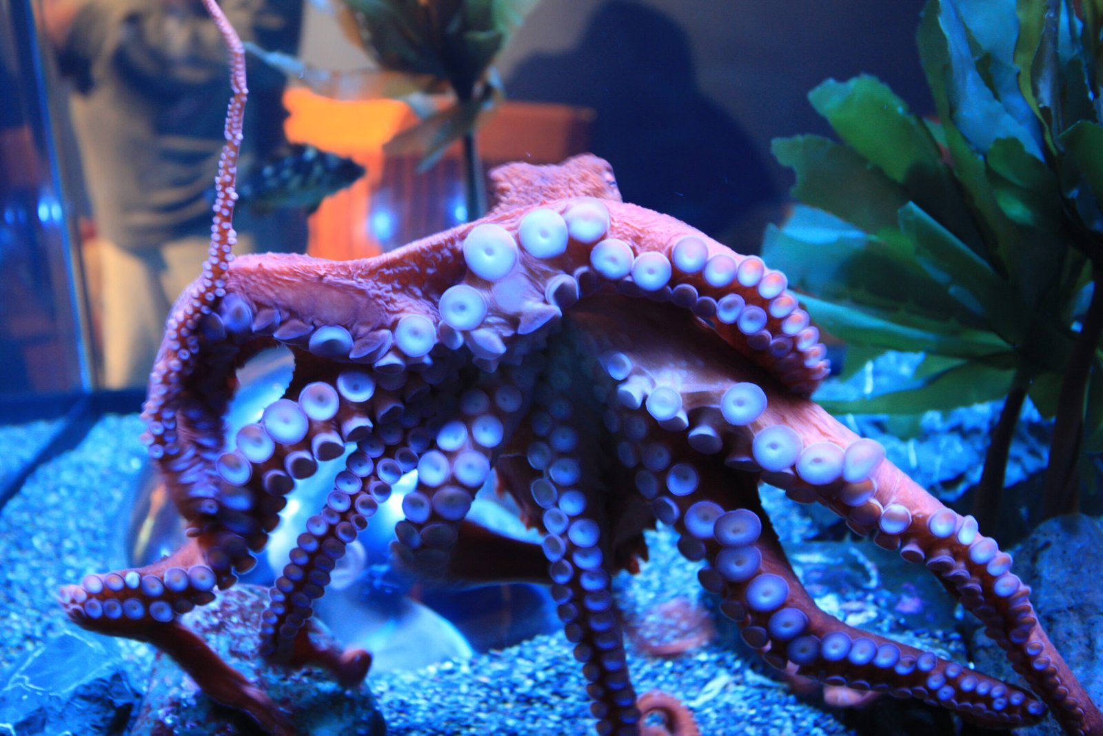 Octopus Moms: The Ultimate Sacrifice (image credits: wikimedia)