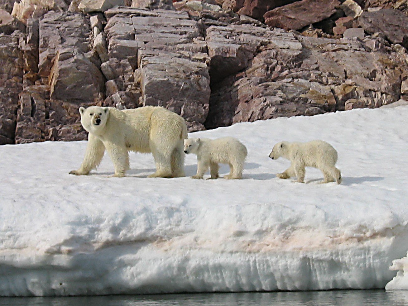 Polar Bears: The Arctic Survivors (image credits: wikimedia)