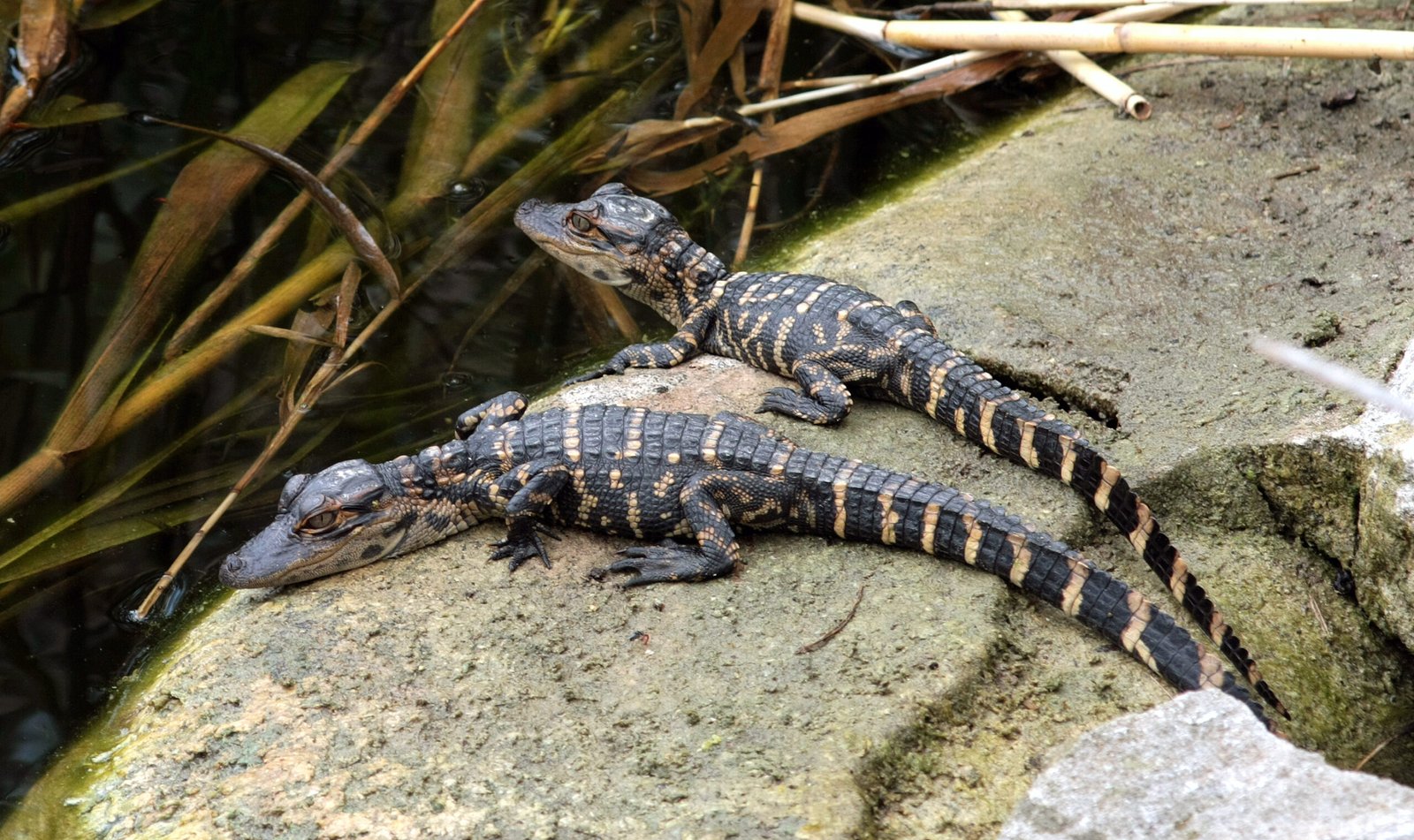 Alligator Moms: The Gentle Giants (image credits: wikimedia)