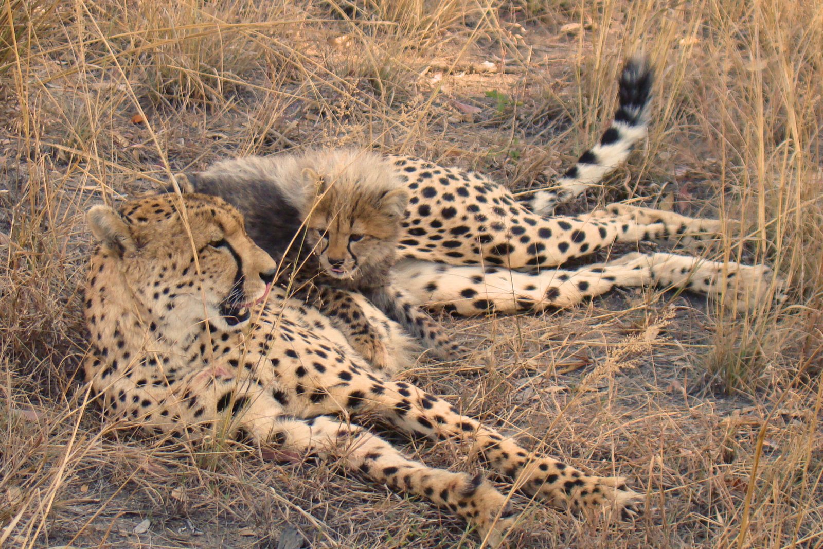 Cheetah Moms: The Stealthy Survivors (image credits: wikimedia)