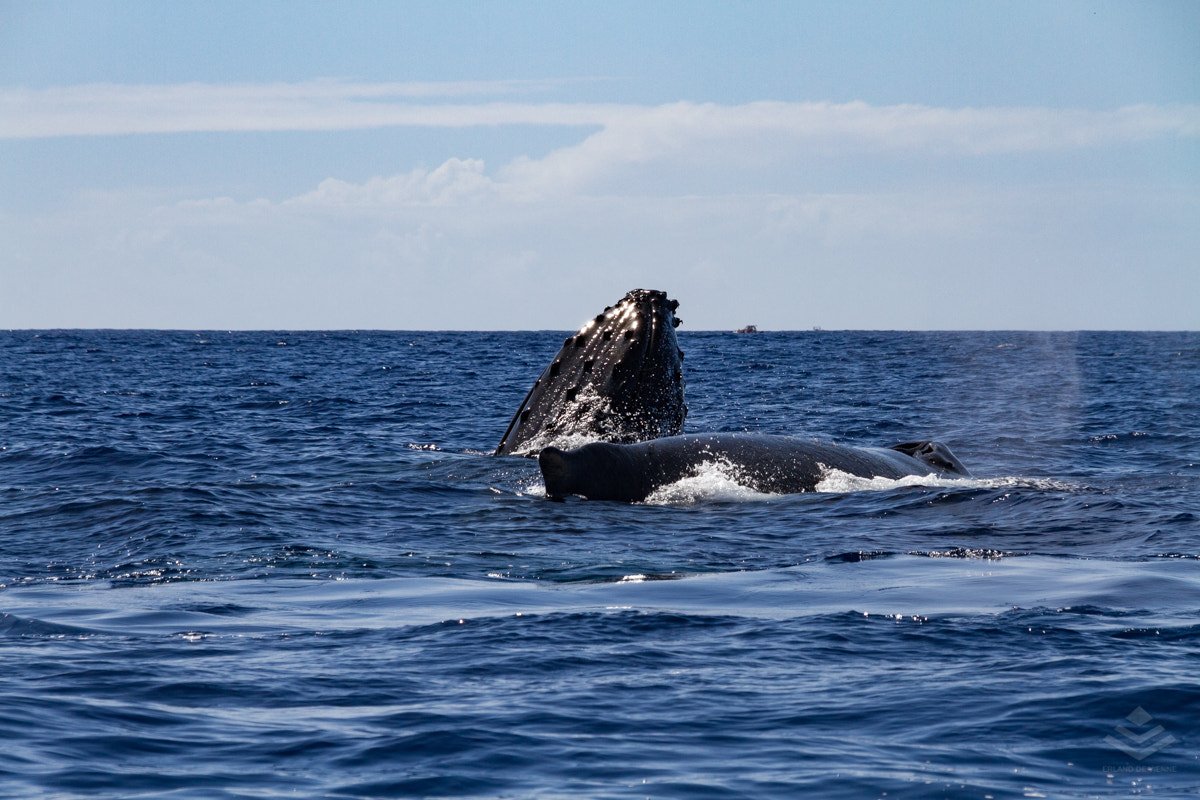 Killer Whales: The Leaders of the Pod (image credits: wikimedia)