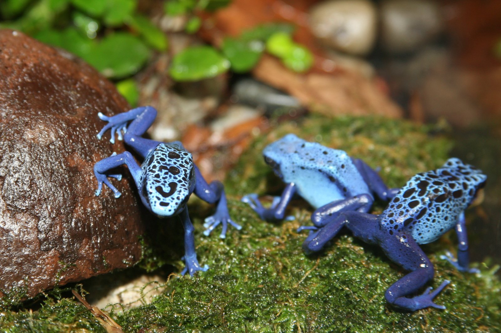 Poison Dart Frogs: The Diligent Deliverers (image credits: wikimedia)