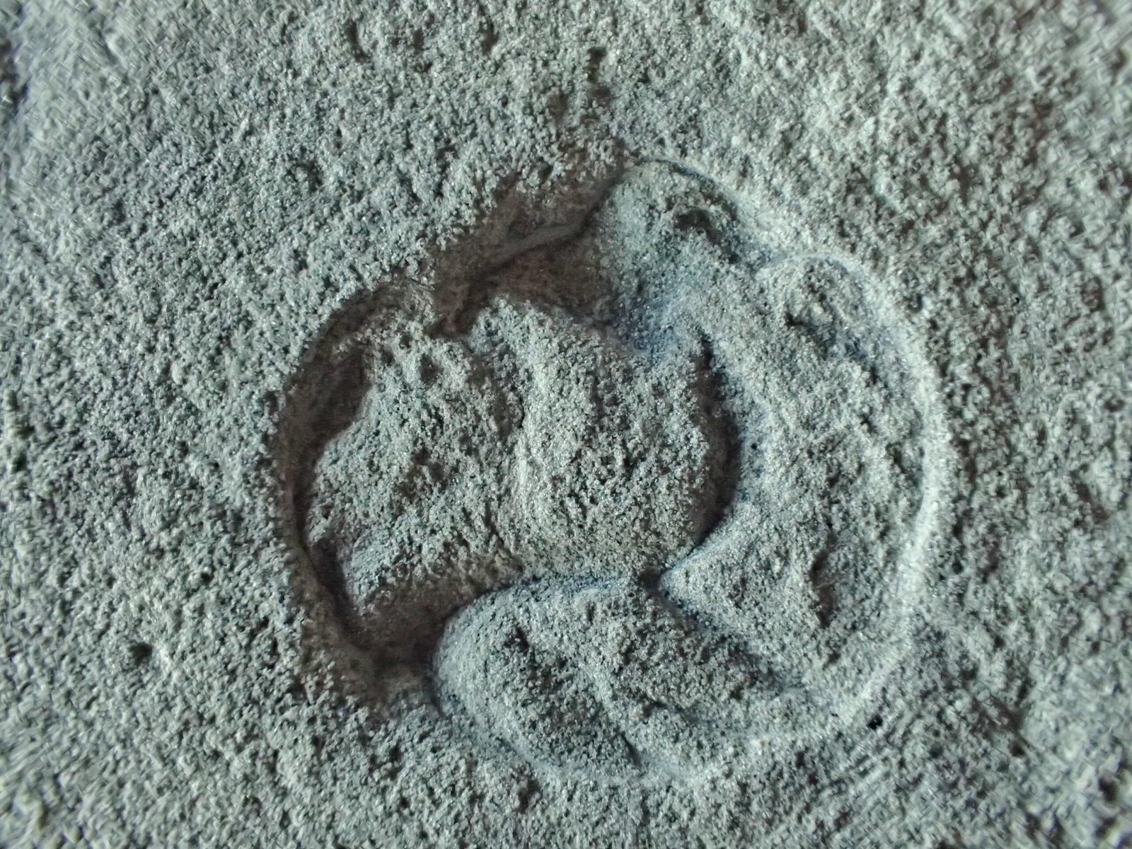 A Glimpse into the Ediacaran Hills (image credits: wikimedia)