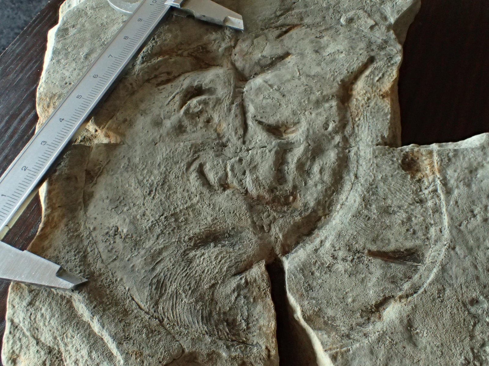 The Discovery That Changed Everything (image credits: wikimedia)