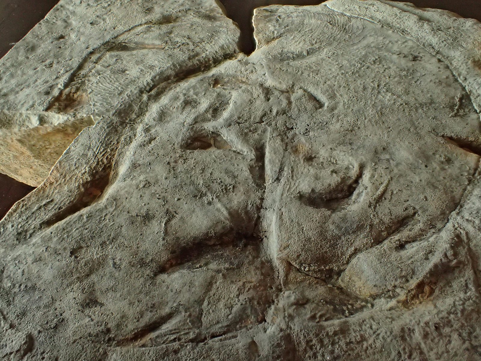 Other Oddballs from the Ediacaran Hills (image credits: wikimedia)