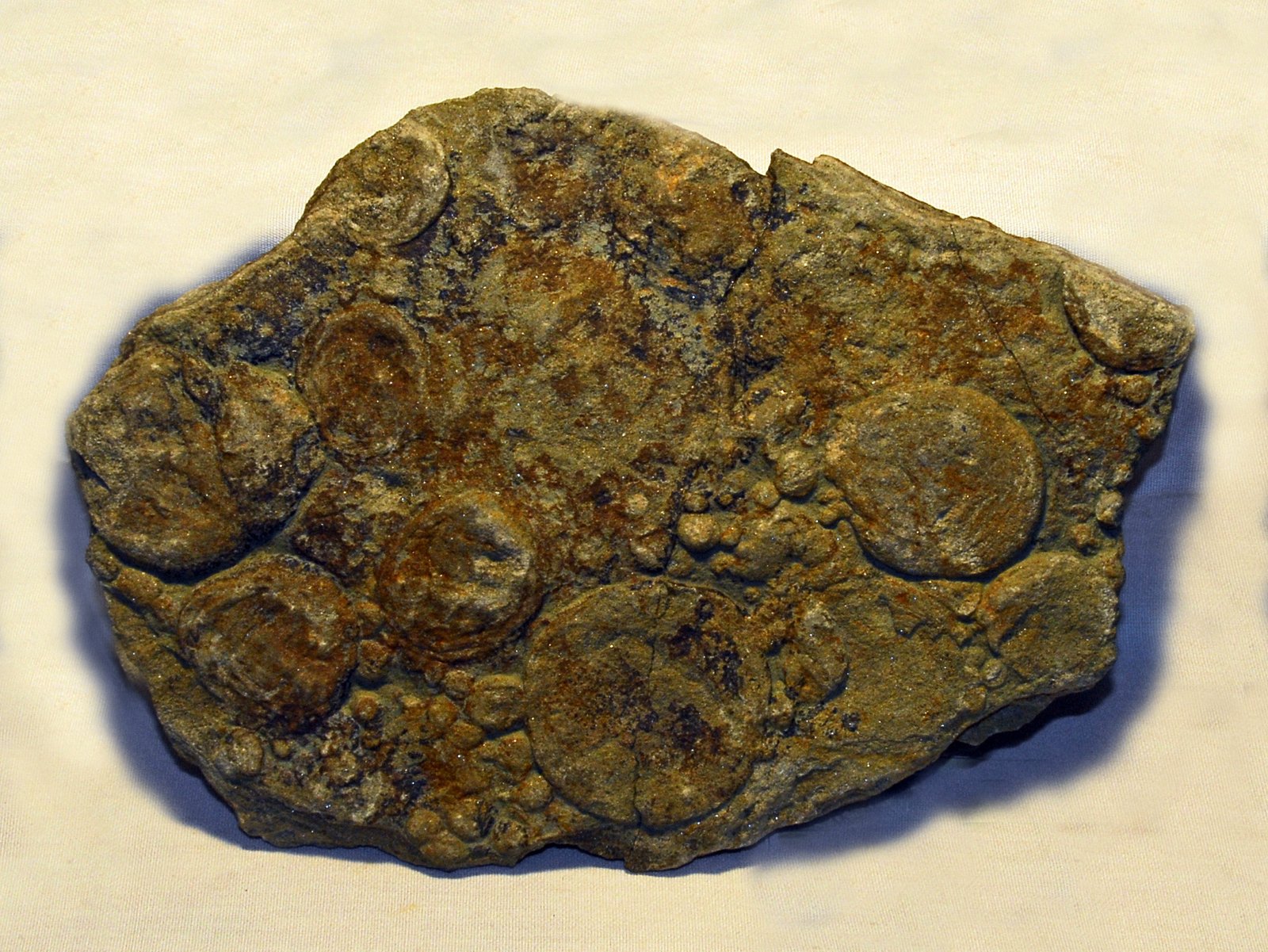 Why Are These Fossils So Hard to Classify? (image credits: wikimedia)