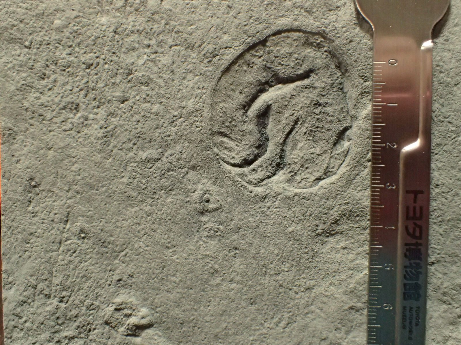 The Science Behind the Mystery (image credits: wikimedia)