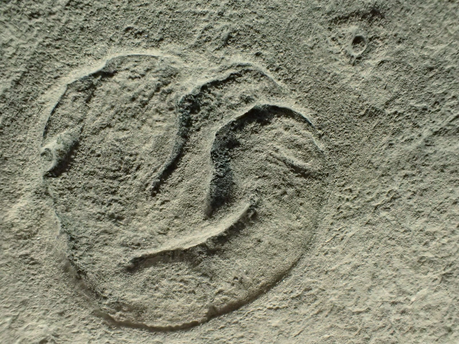 What Were the Ediacaran Creatures Like? (image credits: wikimedia)