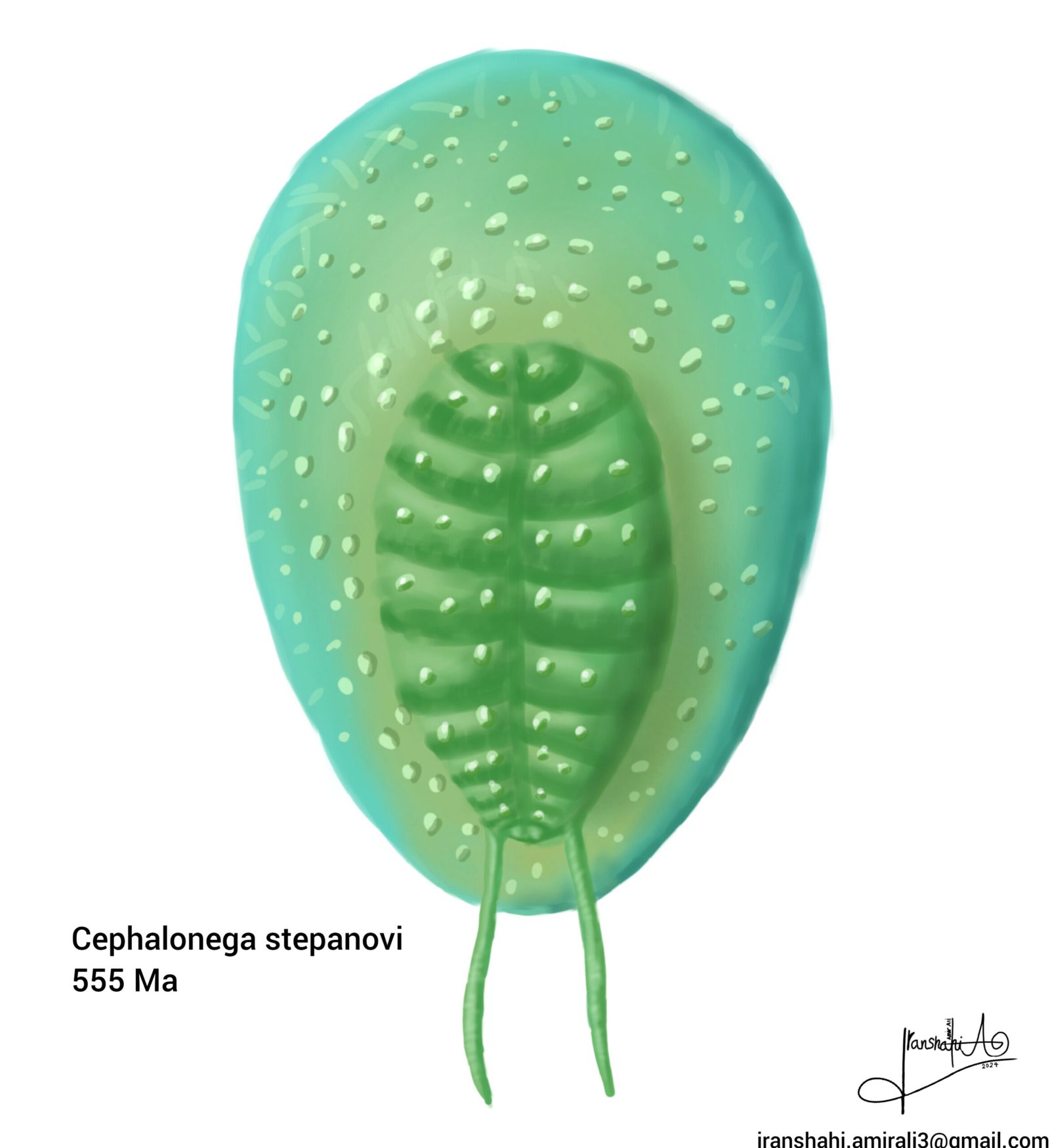 The Ongoing Debate: Animal, Plant, or Something Else? (image credits: wikimedia)