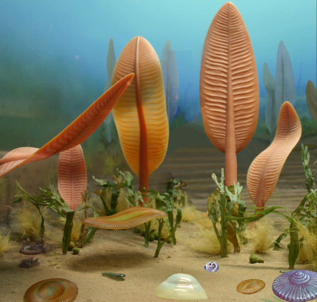 The Future of Ediacaran Research (image credits: wikimedia)