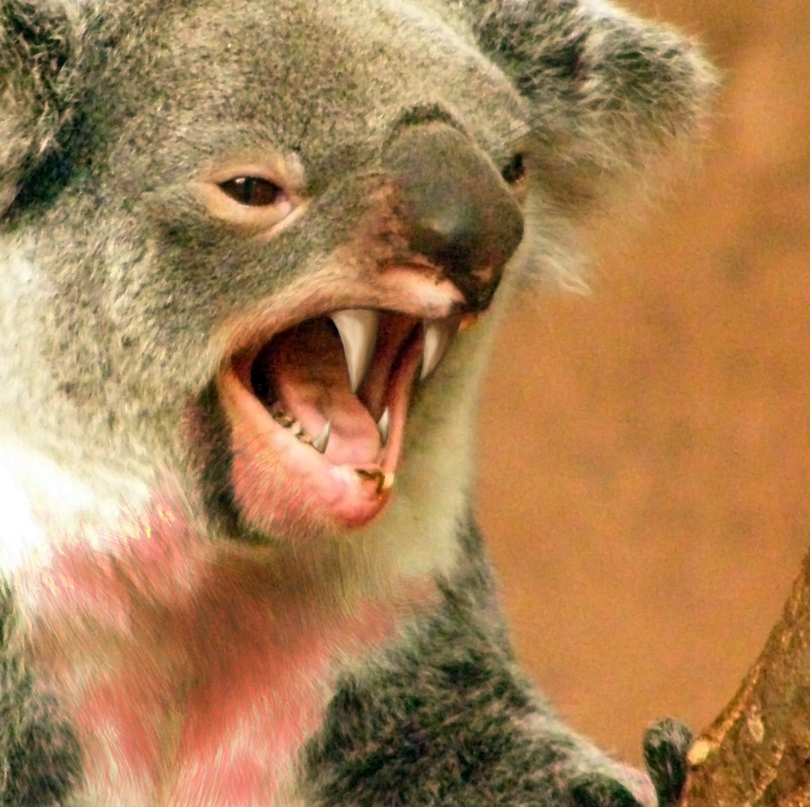 What the Drop Bear Teaches Us About Being Human (image credits: wikimedia)