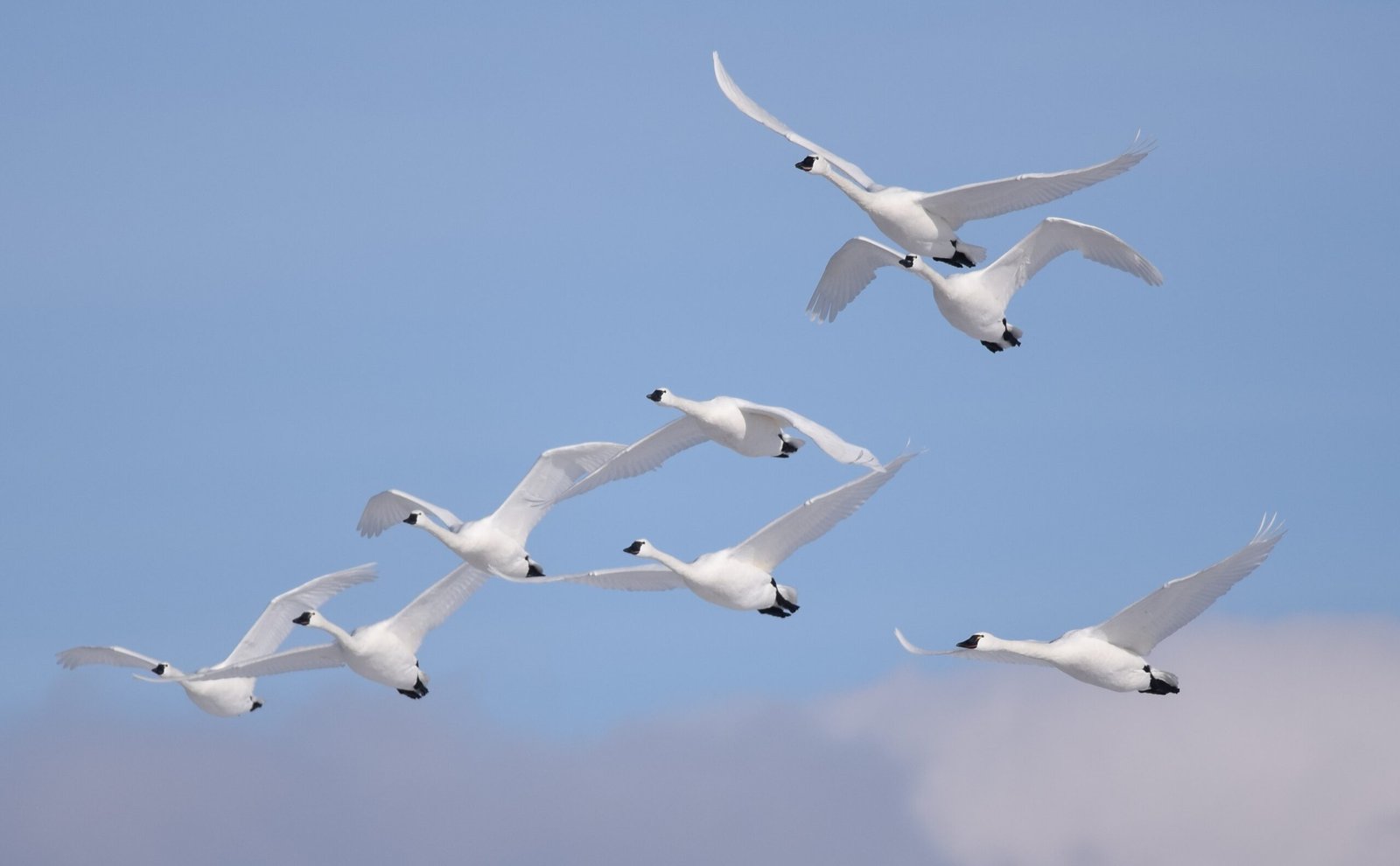 The Awe and Inspiration of World Migratory Bird Day (image credits: wikimedia)