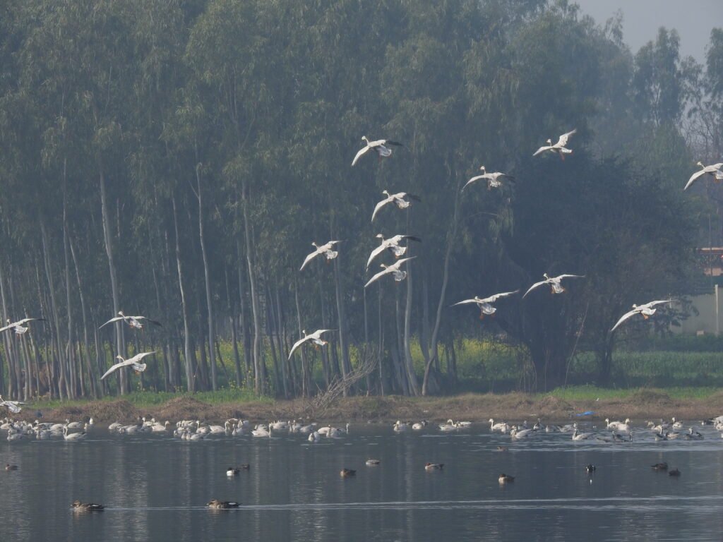 Celebrating World Migratory Bird Day With Incredible Feats of Avian Endurance