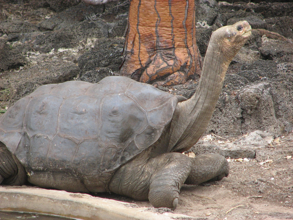 The Tragic Tale of the Pinta Giant Tortoise (image credits: wikimedia)