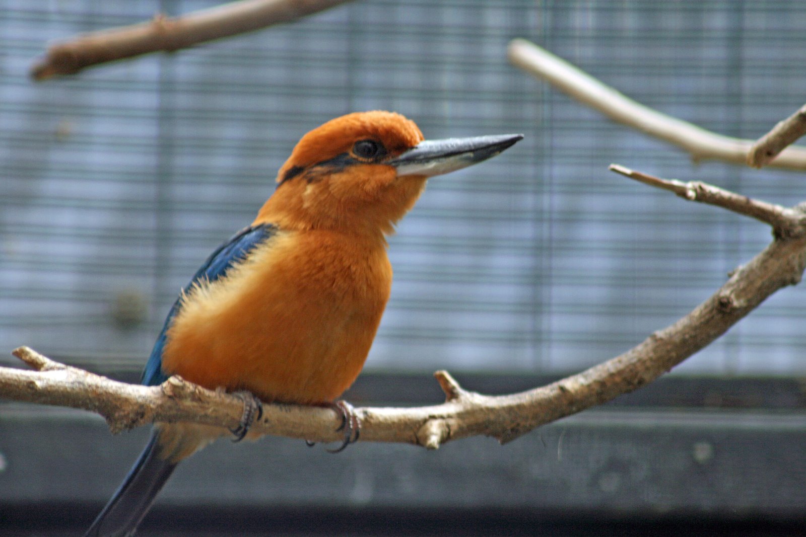 The Vanishing of the Guam Kingfisher (image credits: wikimedia)