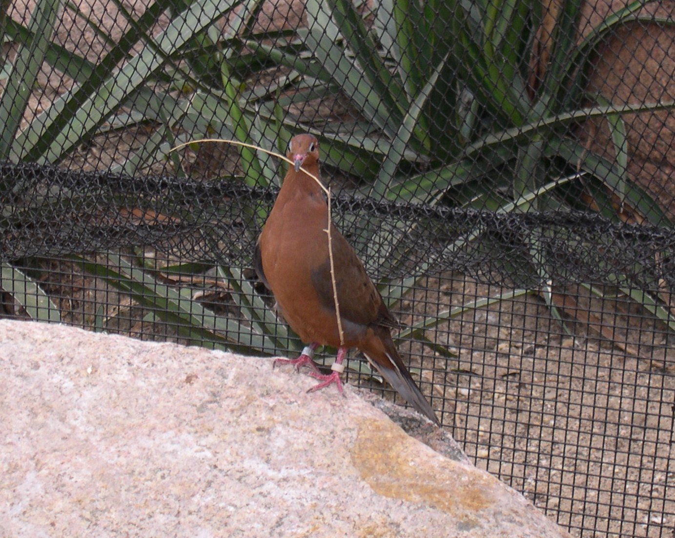 The Struggle for the Socorro Dove (image credits: wikimedia)