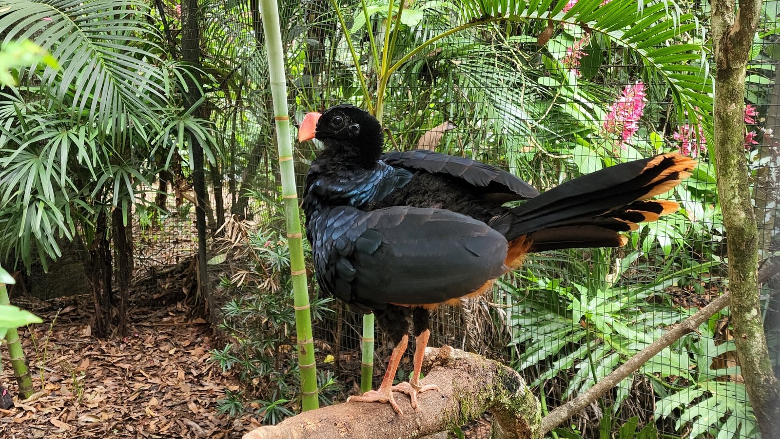 Remembering the Alagoas Curassow (image credits: wikimedia)
