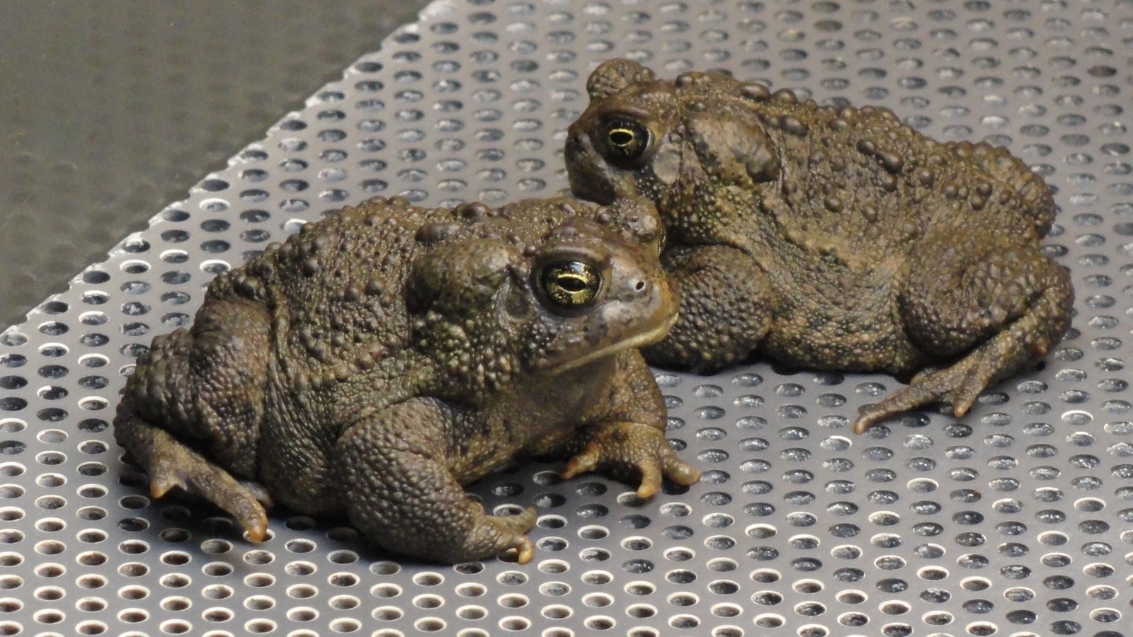 The Precarious Survival of the Wyoming Toad (image credits: wikimedia)