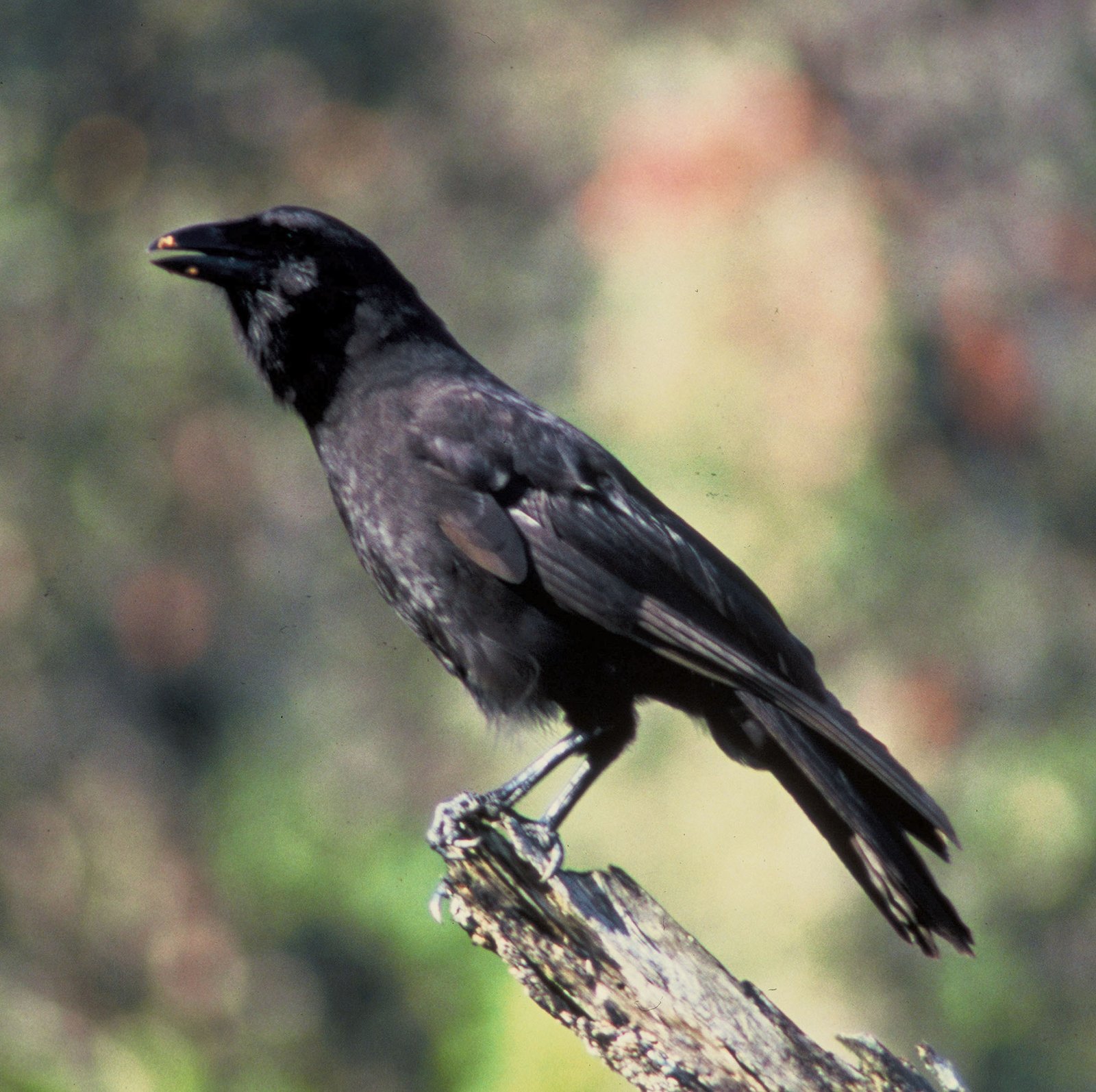 The Unseen Peril of the Hawaiian Crow (‘Alalā) (image credits: wikimedia)